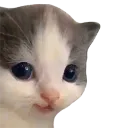 Cat Hehe cathehe Discord Emoji