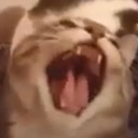 cat_hahahaYEE Discord emoji
