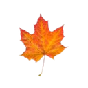 maple leaf