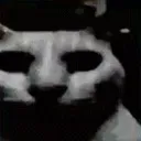 darkcat