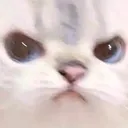 :catangy: