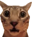 HUH