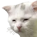 cat_tired_c Discord Emoji