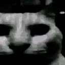 evilcat