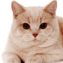 gigacat Discord emoji