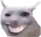 funny_cat