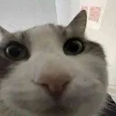 guh