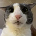 sog_derp