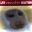livecapuchinreaction