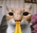 catPrayge