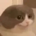cchCatSmirk