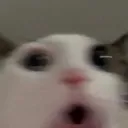 catshocked