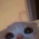catbeccapeek catbeccapeek