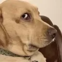 ermdog
