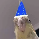birb