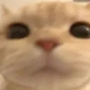gato_oiando