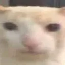 kat