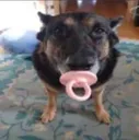 funnydog