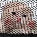 smolCrimes