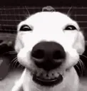 silly