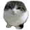 MS_gatowebo Discord emoji
