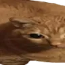 FatCat2