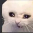 Catcri catcri Discord Emoji