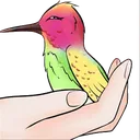 hummingbird