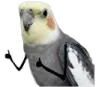 Calopsita Calopsita