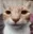 kit_Reaction