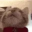 kit_Tasty