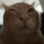 kit_buh kit_buh
