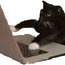 kit_Chatting