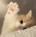 kit_hai