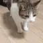 kit_DEAD