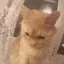 kit_AAAA kit_AAAA