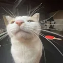 kit_notSilly