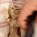 kit_Tuck