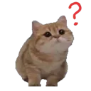 catwhat_c Discord Emoji