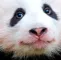 RWSmugPanda