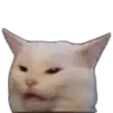 confusedcat