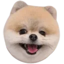 jdoggo Discord Emoji