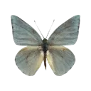 f_butterfly3