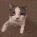 cat_kith