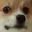 Dogge
