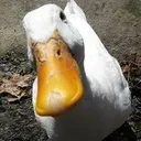 duckstare