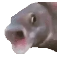 fishpog