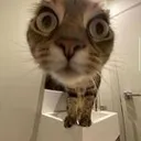 05_catstalk Discord Emoji