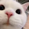 Catstare catstare Discord Emoji