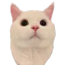 Catstare2 catstare2 Discord Emoji